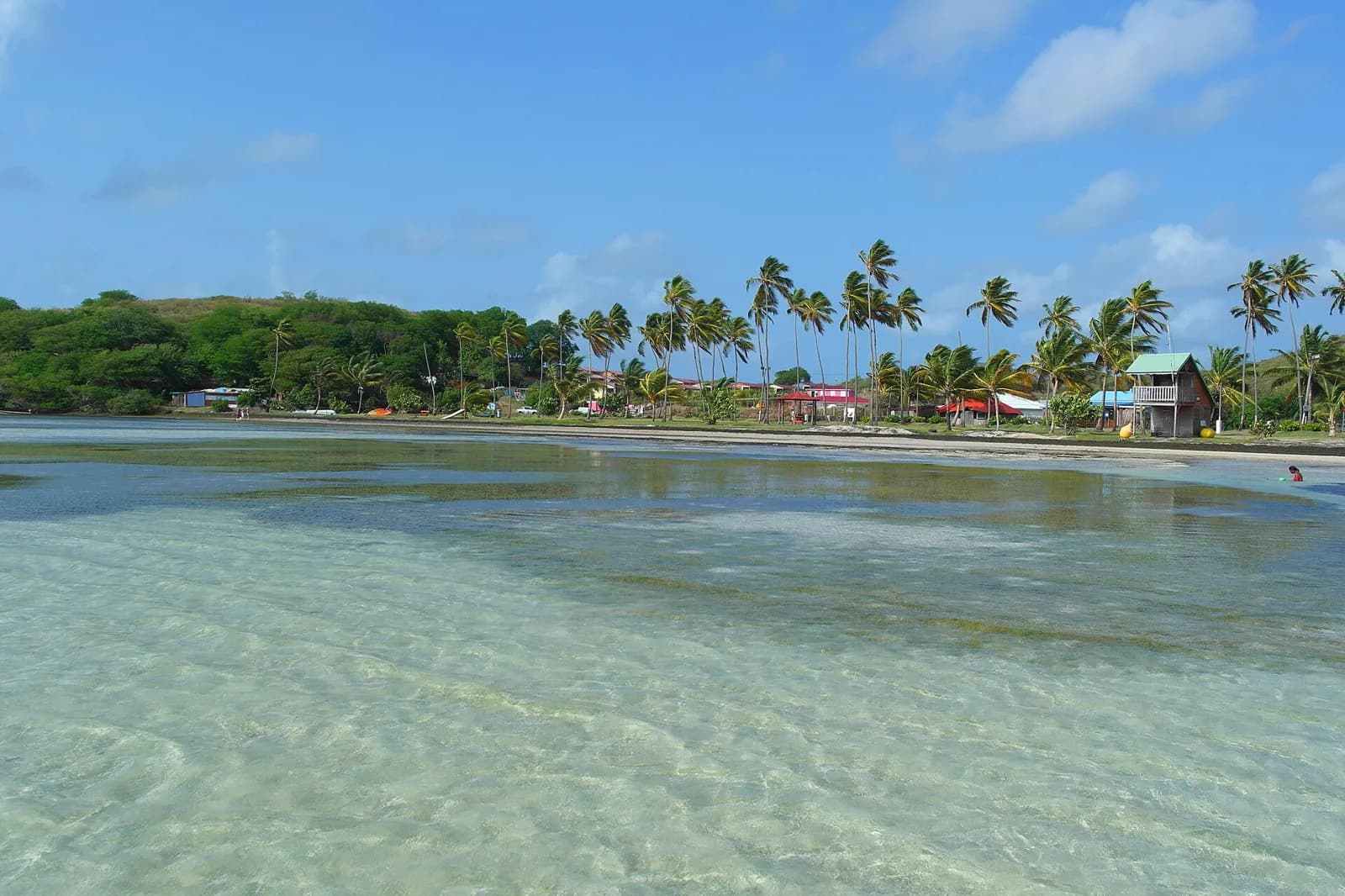 Eau claire et peu profonde de Pointe Faula, au Vauclin, avec une rangée de cocotiers sur la plage