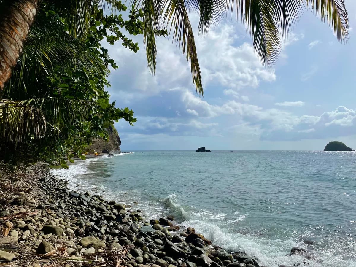 Rivage de galets et plage de palmiers au Prêcheur, sur la côte nord de la Martinique