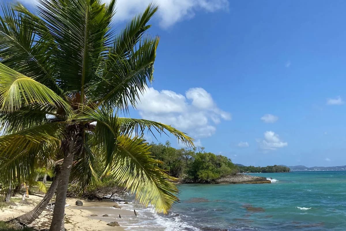 Plage de Sainte-Anne en Martinique : cocotier, sable clair et eau turquoise