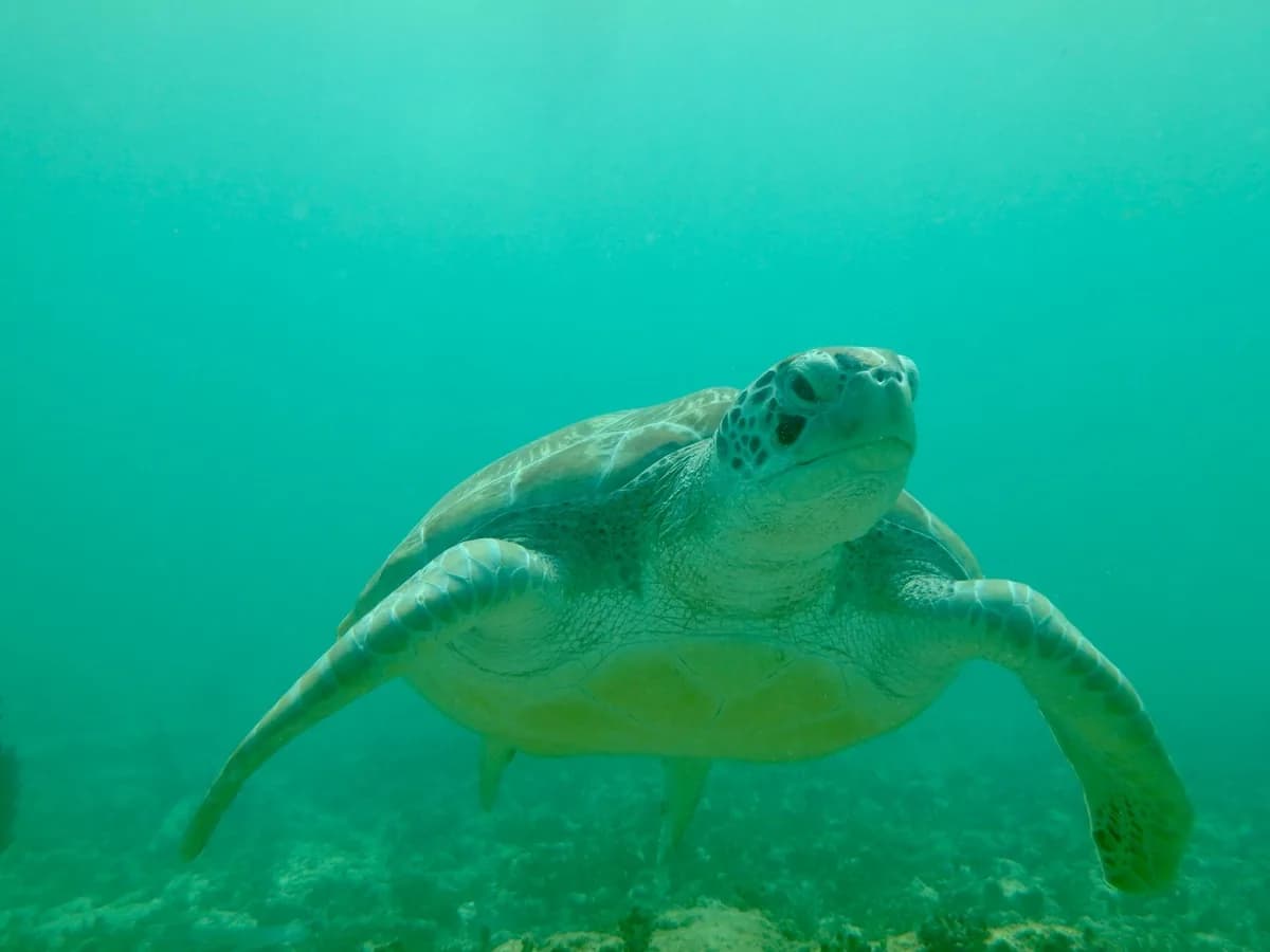 Tortue verte nageant dans une eau turquoise