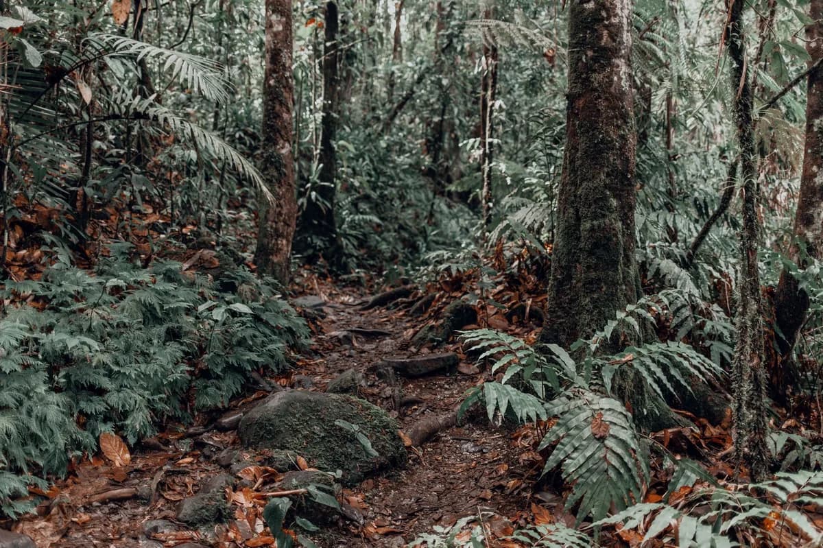Sentier de terre dans une forêt tropicale dense, fougères et grands arbres