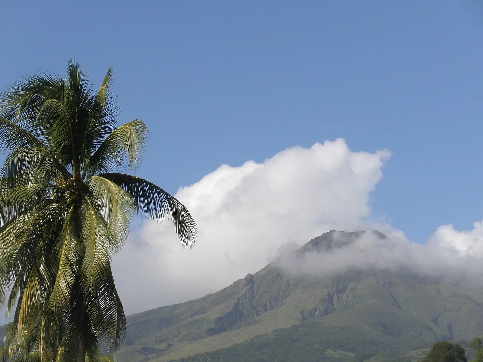 La Montagne Pelée émergeant des nuages derrière un palmier, vue depuis Le Prêcheur