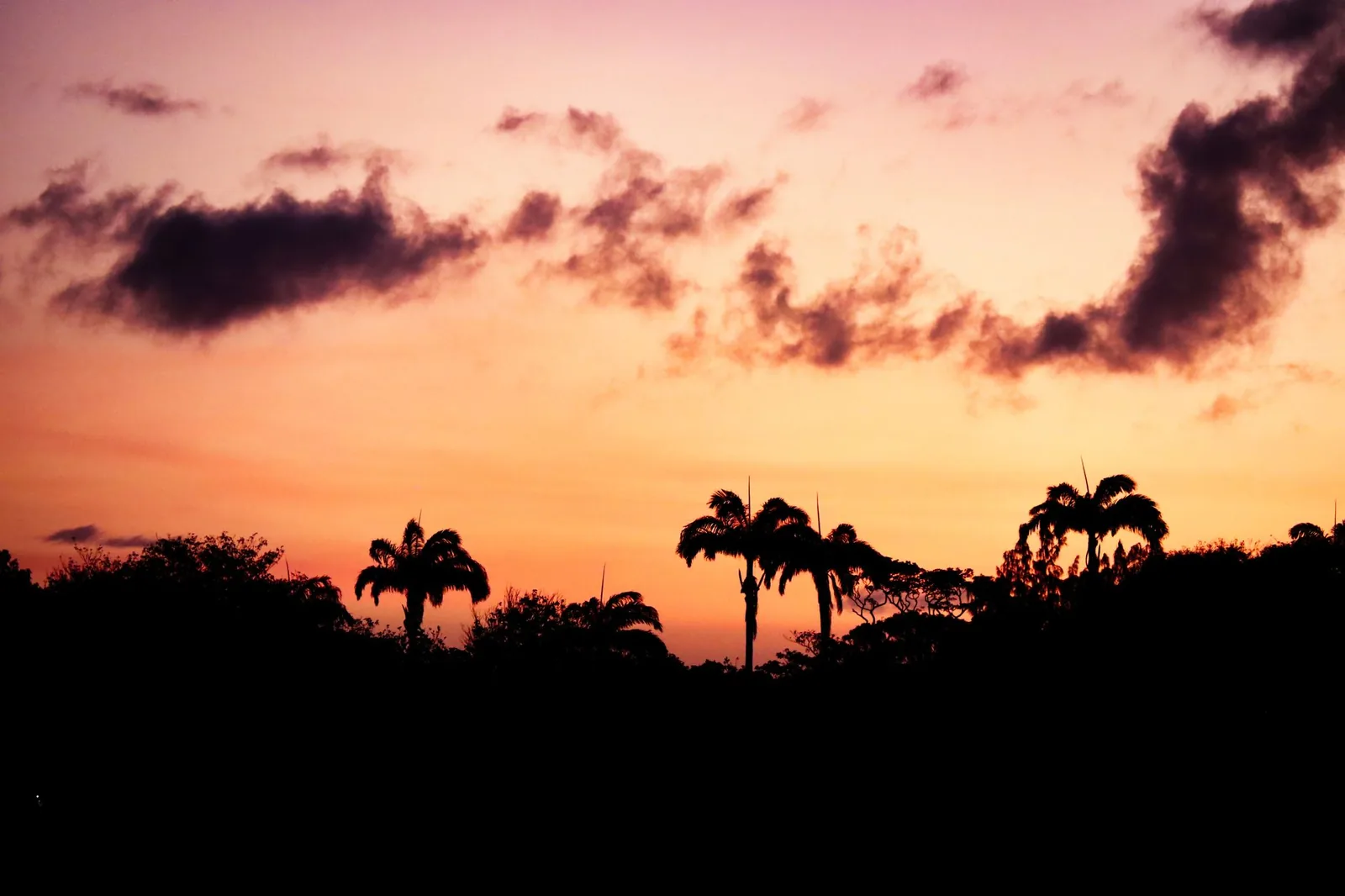 Silhouettes de palmiers sous un ciel orangé et rose au crépuscule