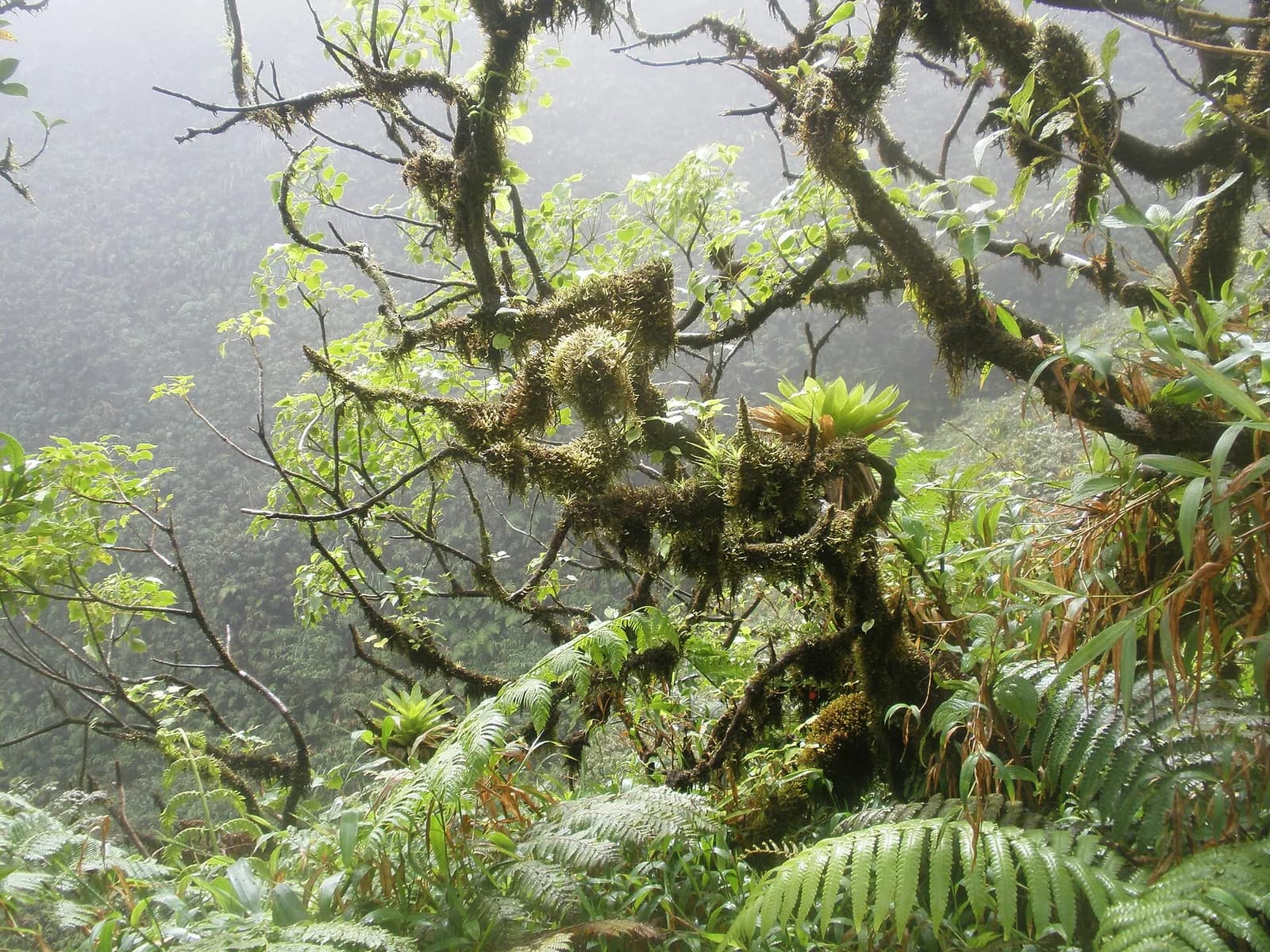 Arbres couverts de mousses et d'épiphytes dans la brume, sur le sentier de l'Aileron de la Montagne Pelée