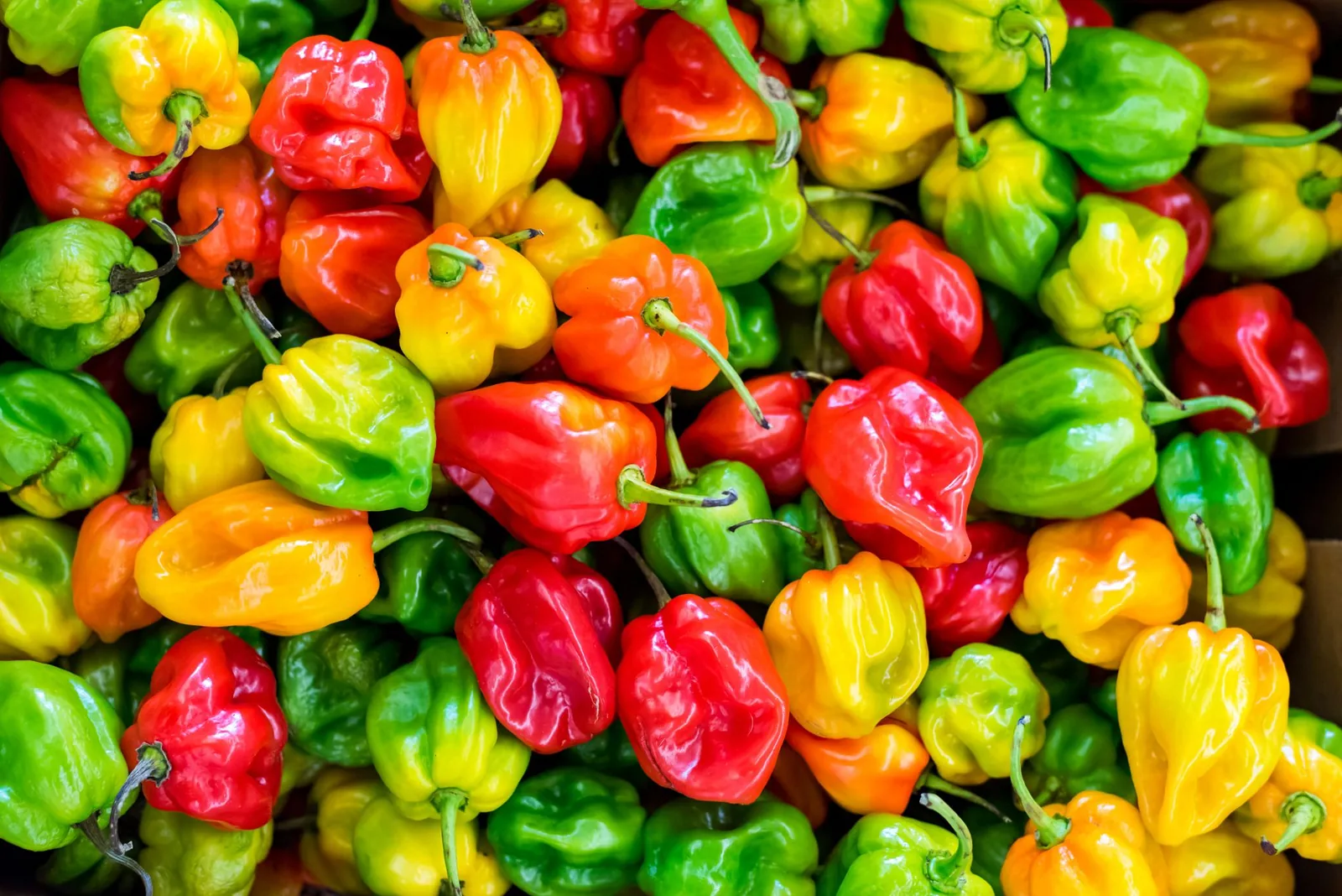 Tas de piments de type habanero et bondamanjak, verts, jaunes, orange et rouges