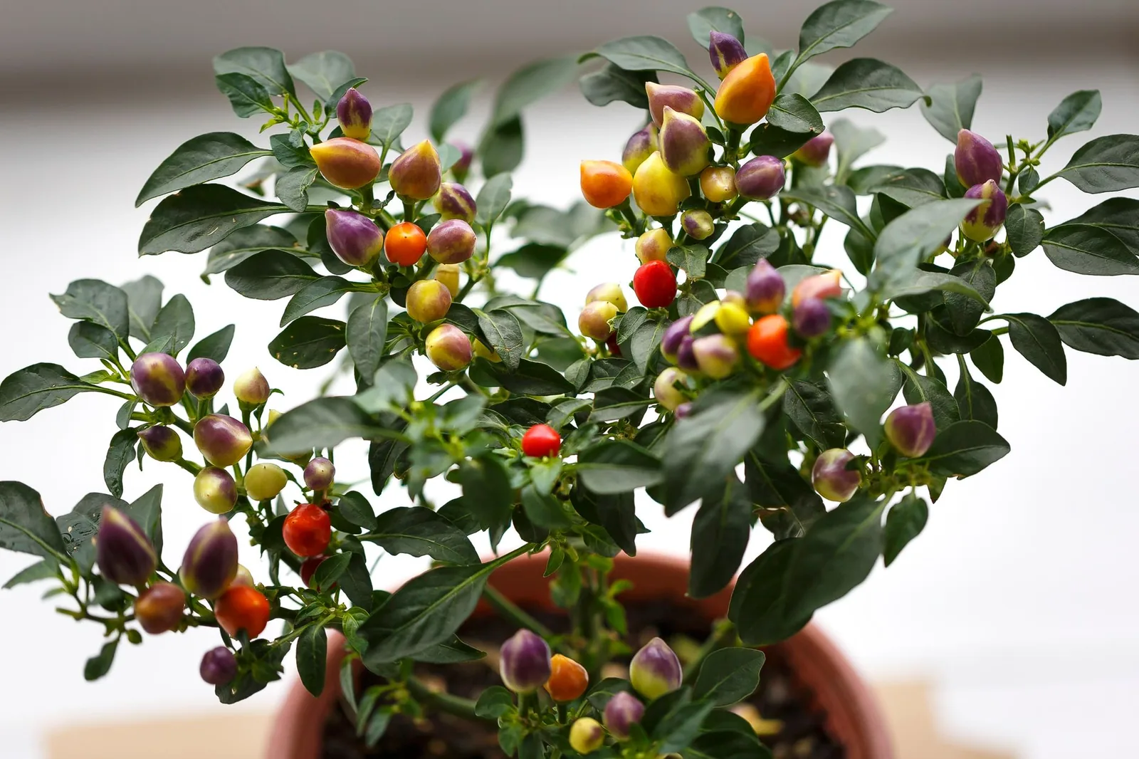 Plant de piment en pot chargé de petits fruits verts, violets, orange et rouges
