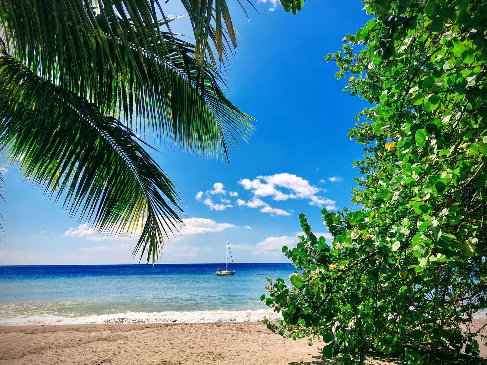 Plage au Carbet, Martinique, avec palmiers et voilier