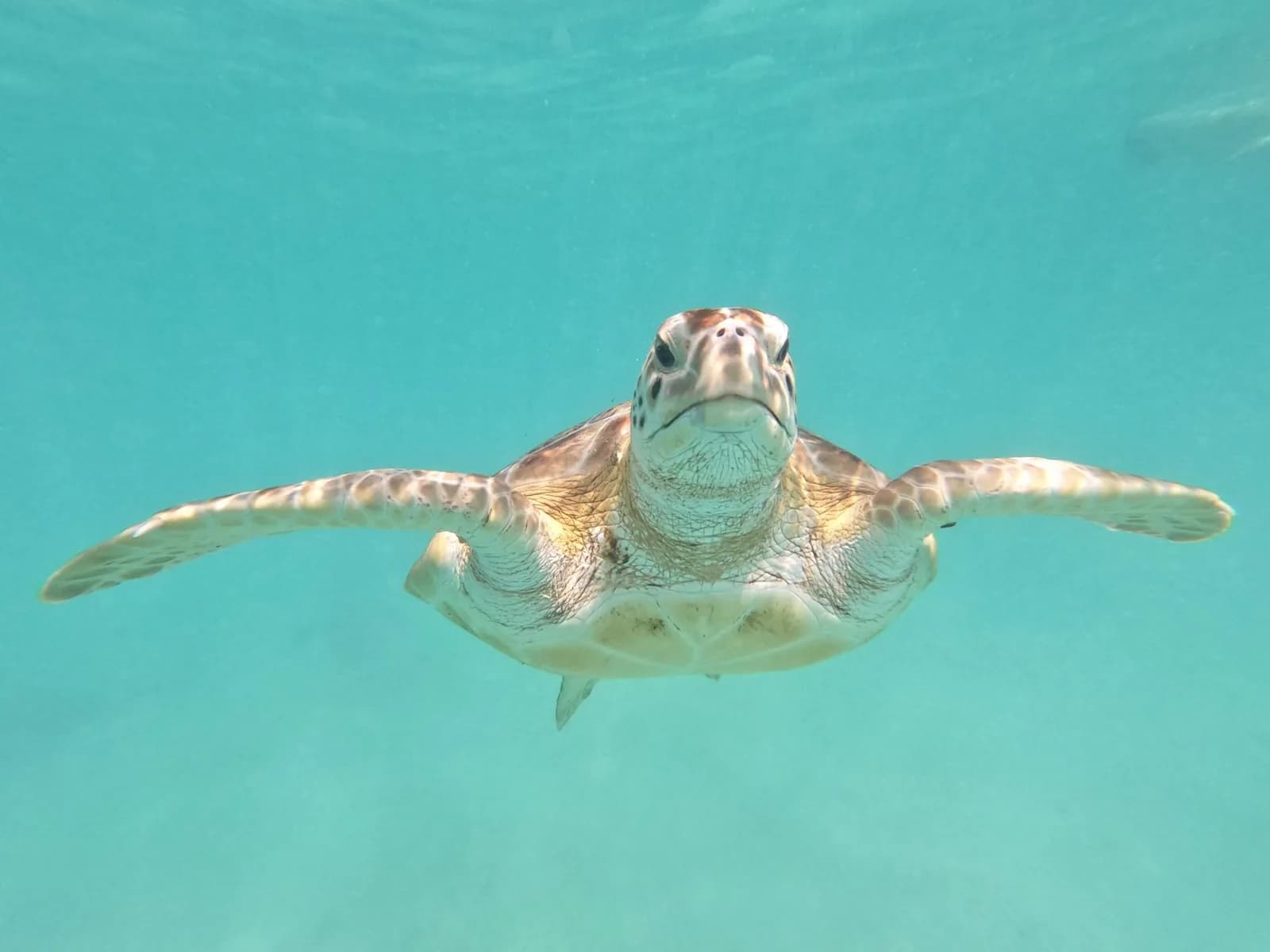 Tortue marine nageant dans une eau turquoise