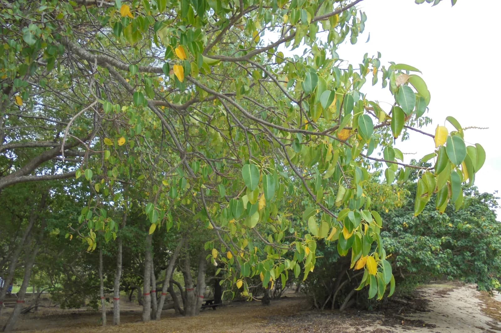 Mancenilliers au bord de la plage de Safrane en Martinique, troncs marqués de peinture rouge
