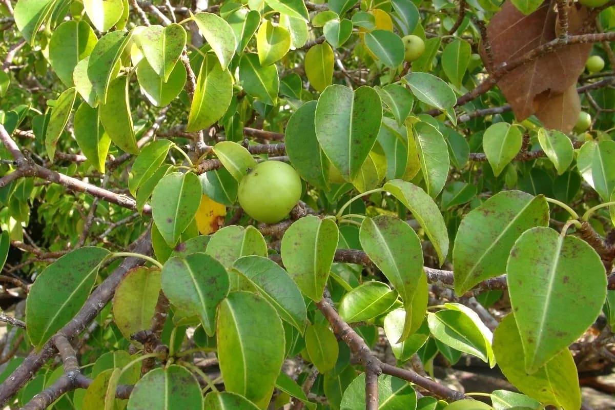 Feuilles ovales luisantes et fruits verts ronds du mancenillier (Hippomane mancinella)