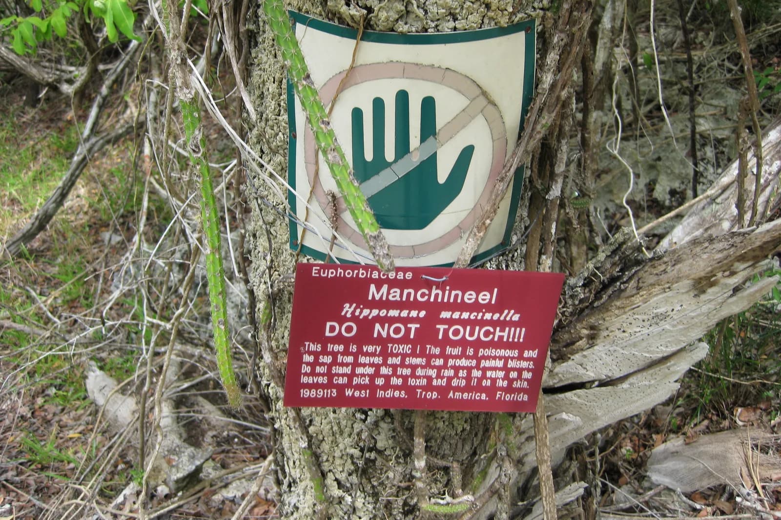 Panneau d'avertissement Manchineel do not touch fixé sur le tronc d'un mancenillier