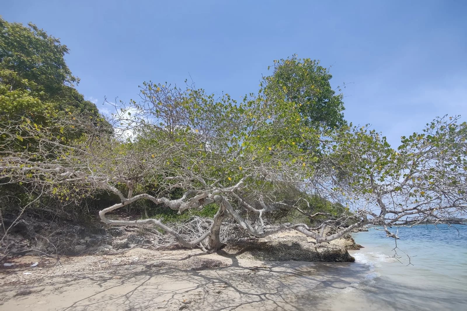Mancenillier penché sur une plage de sable au bord de la mer des Caraïbes