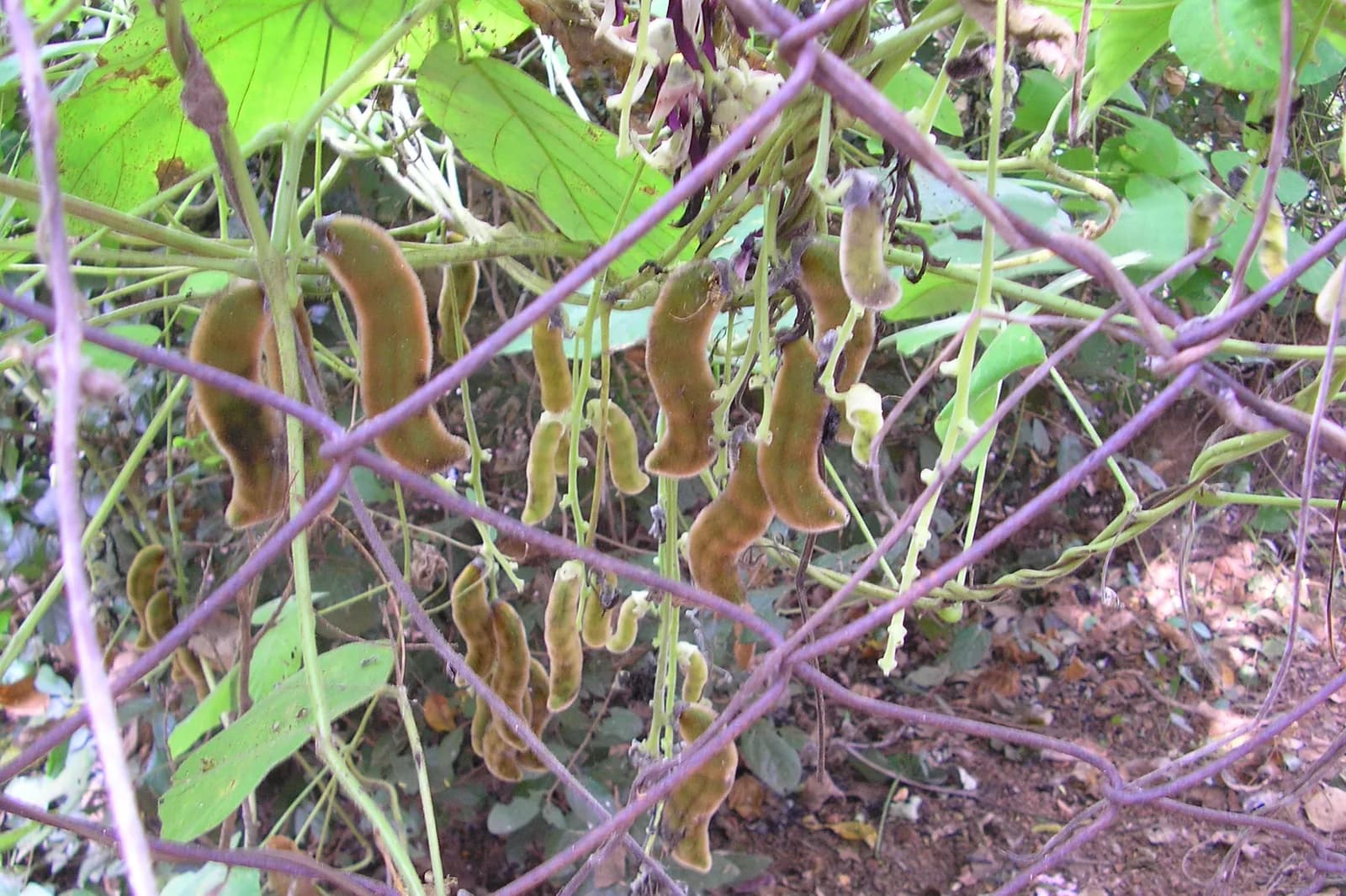 Gousses velues de Mucuna pruriens, la liane du poil à gratter