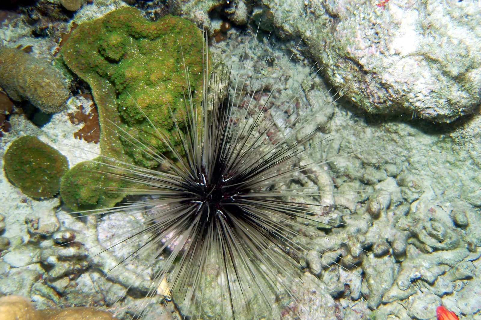 Oursin diadème (Diadema antillarum) aux longues épines noires sur un fond rocheux corallien