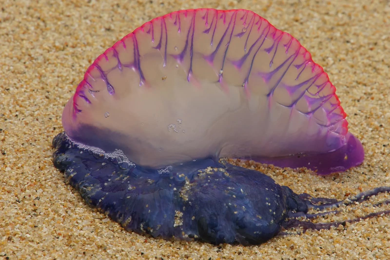 Physalie (Physalia physalis) échouée sur le sable, flotteur bleu violacé et tentacules