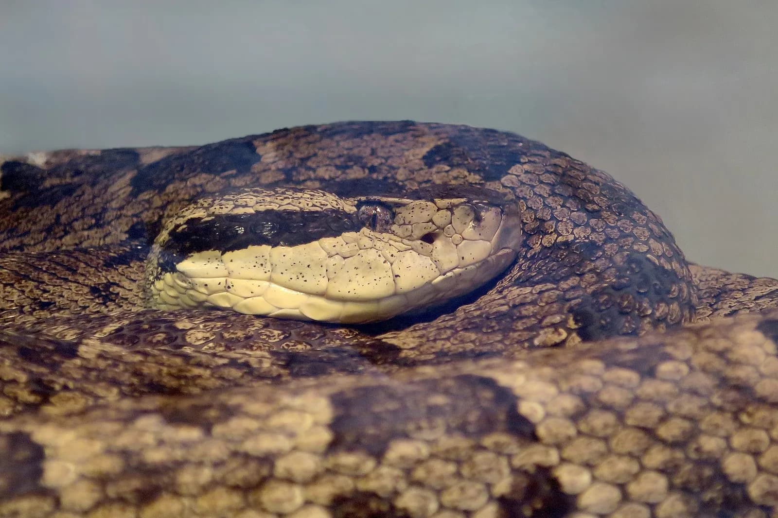 Trigonocéphale de Martinique (Bothrops lanceolatus) lové, tête posée sur ses anneaux