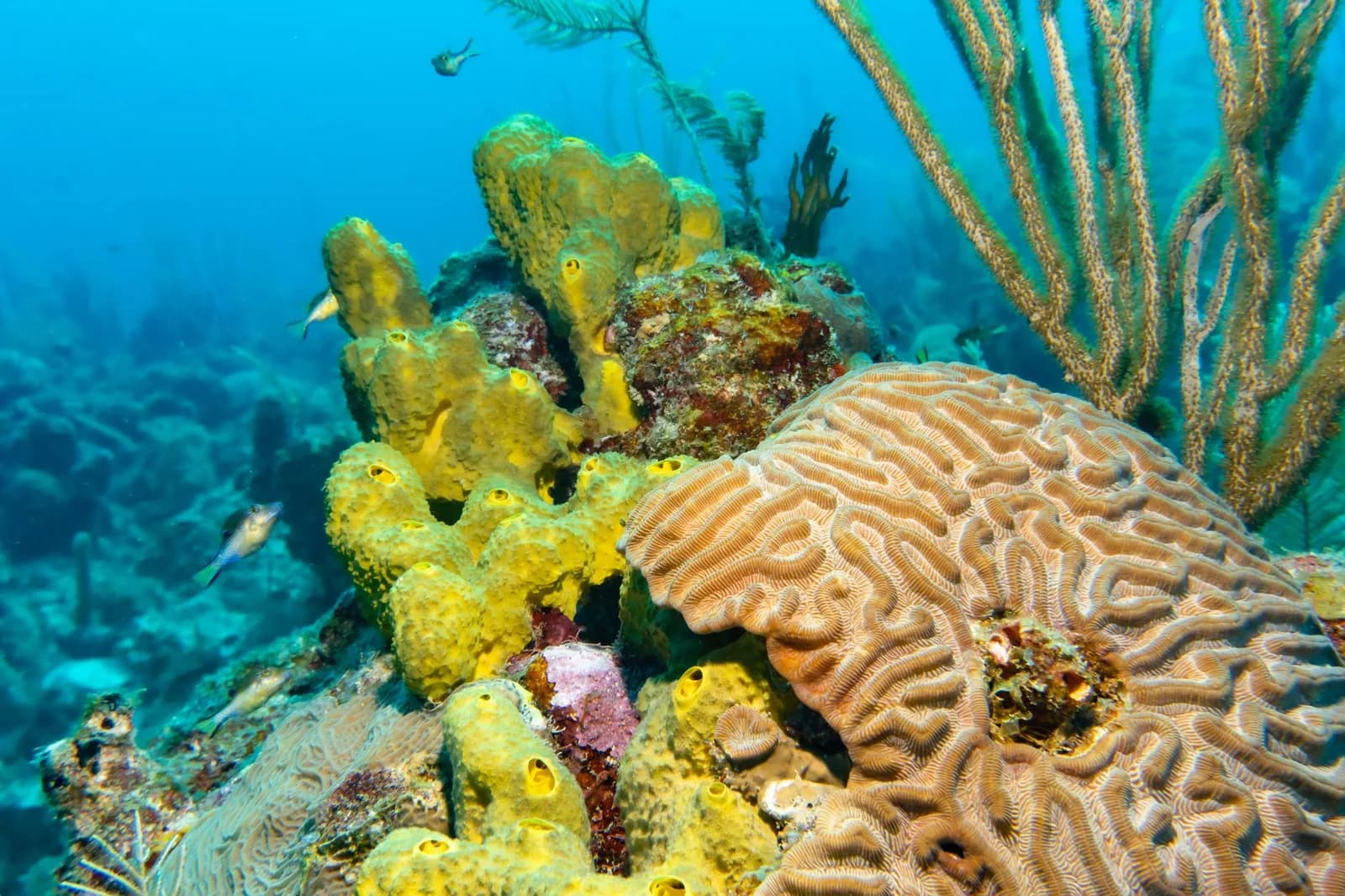 Corail cerveau, éponges jaunes et gorgones sur un récif de la mer des Caraïbes