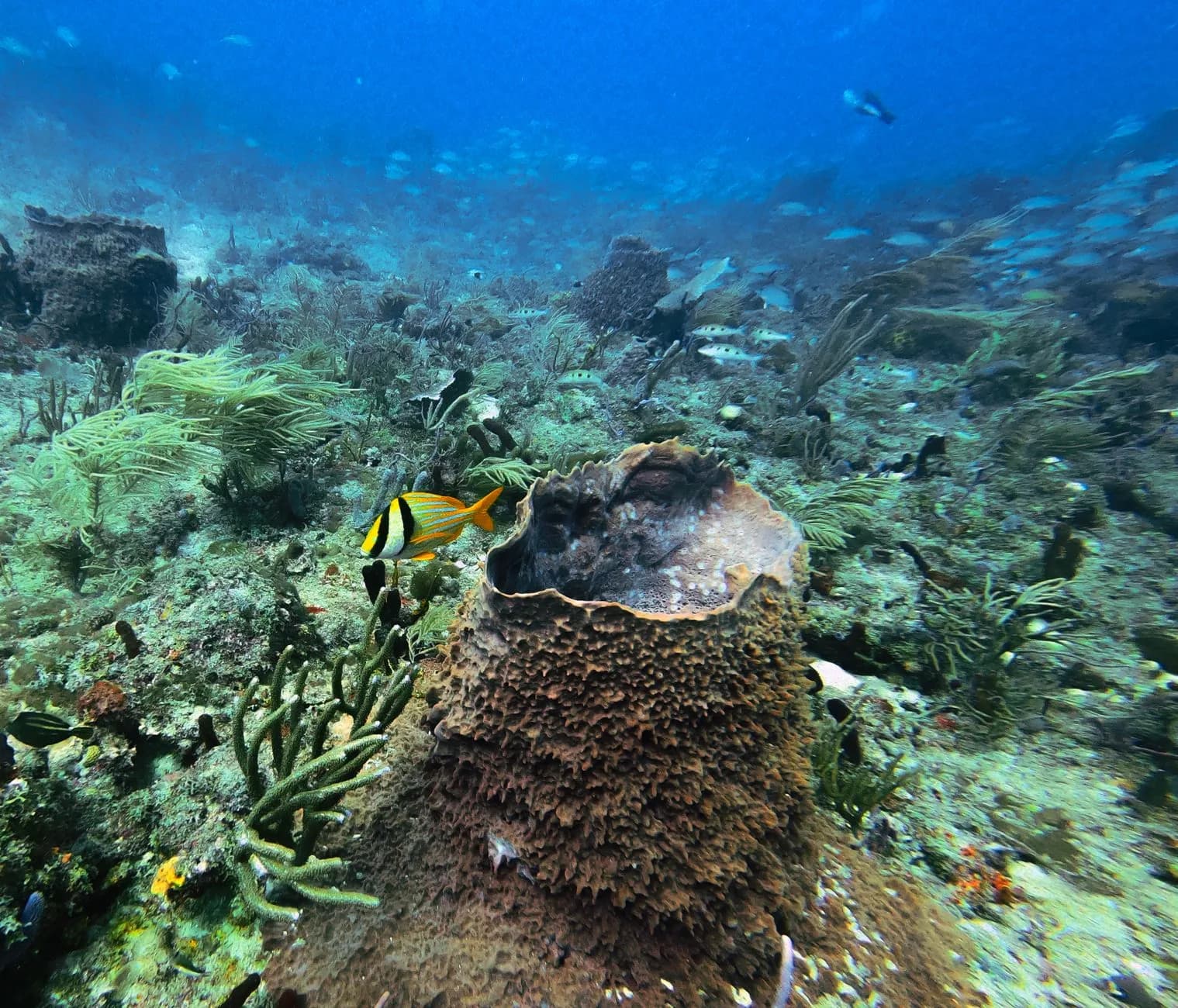 Éponge tonneau et poisson rayé jaune sur un fond de récif de la mer des Caraïbes