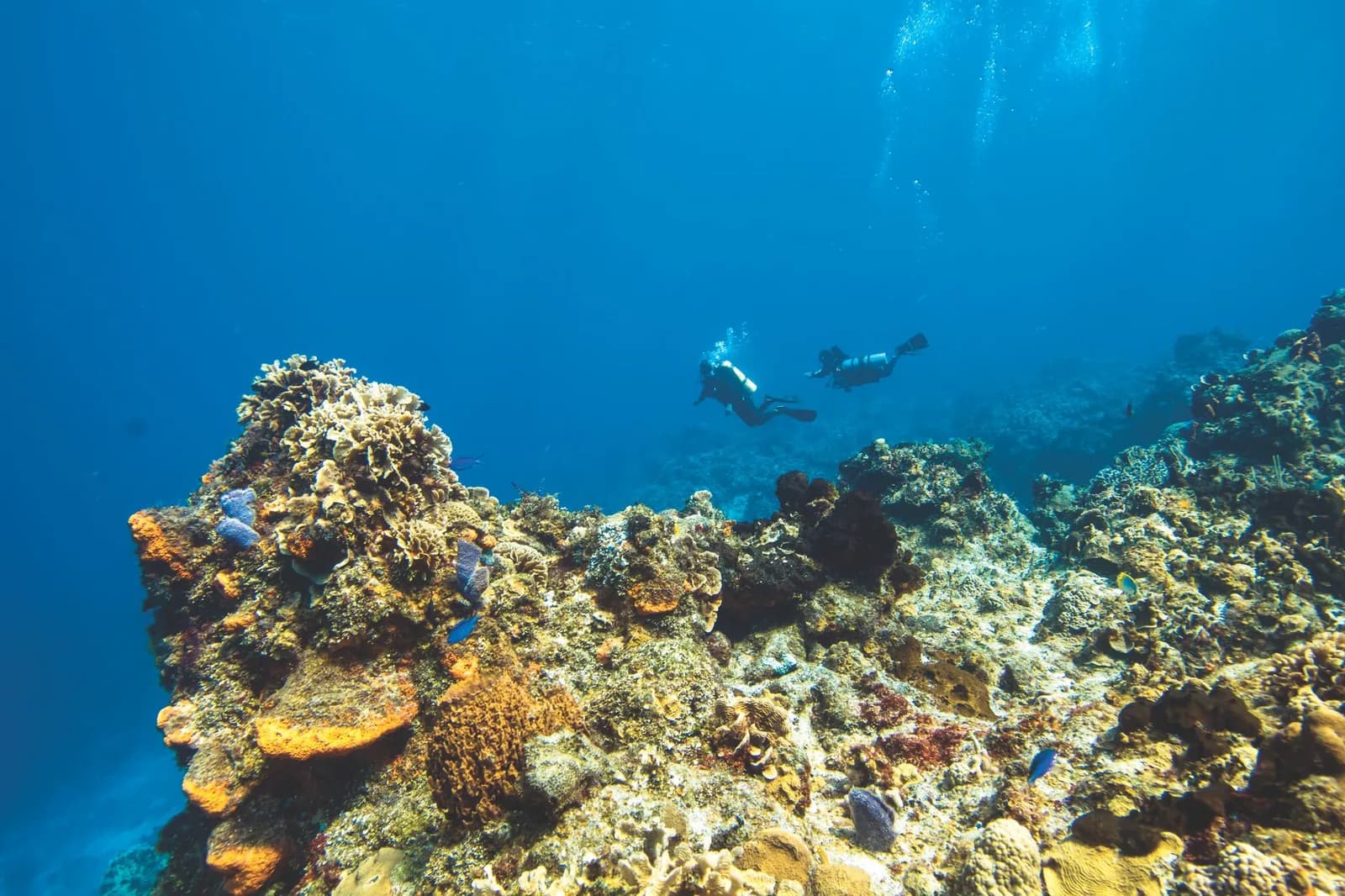 Deux plongeurs au-dessus d'un récif corallien en eaux tropicales