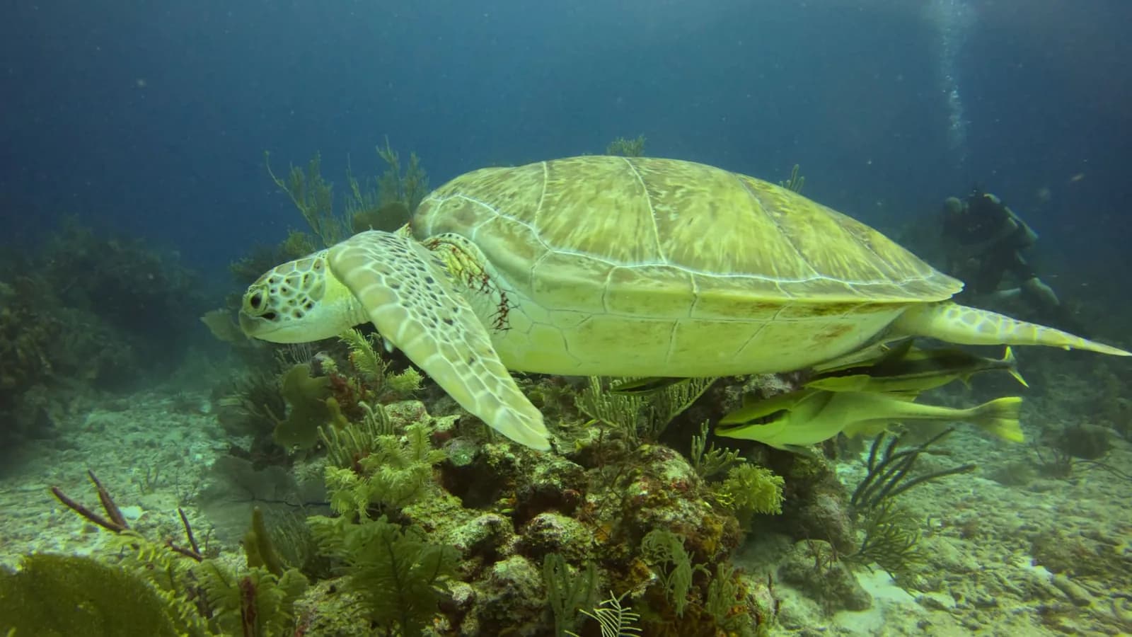 Tortue verte accompagnée de rémoras au-dessus d'un récif à gorgones