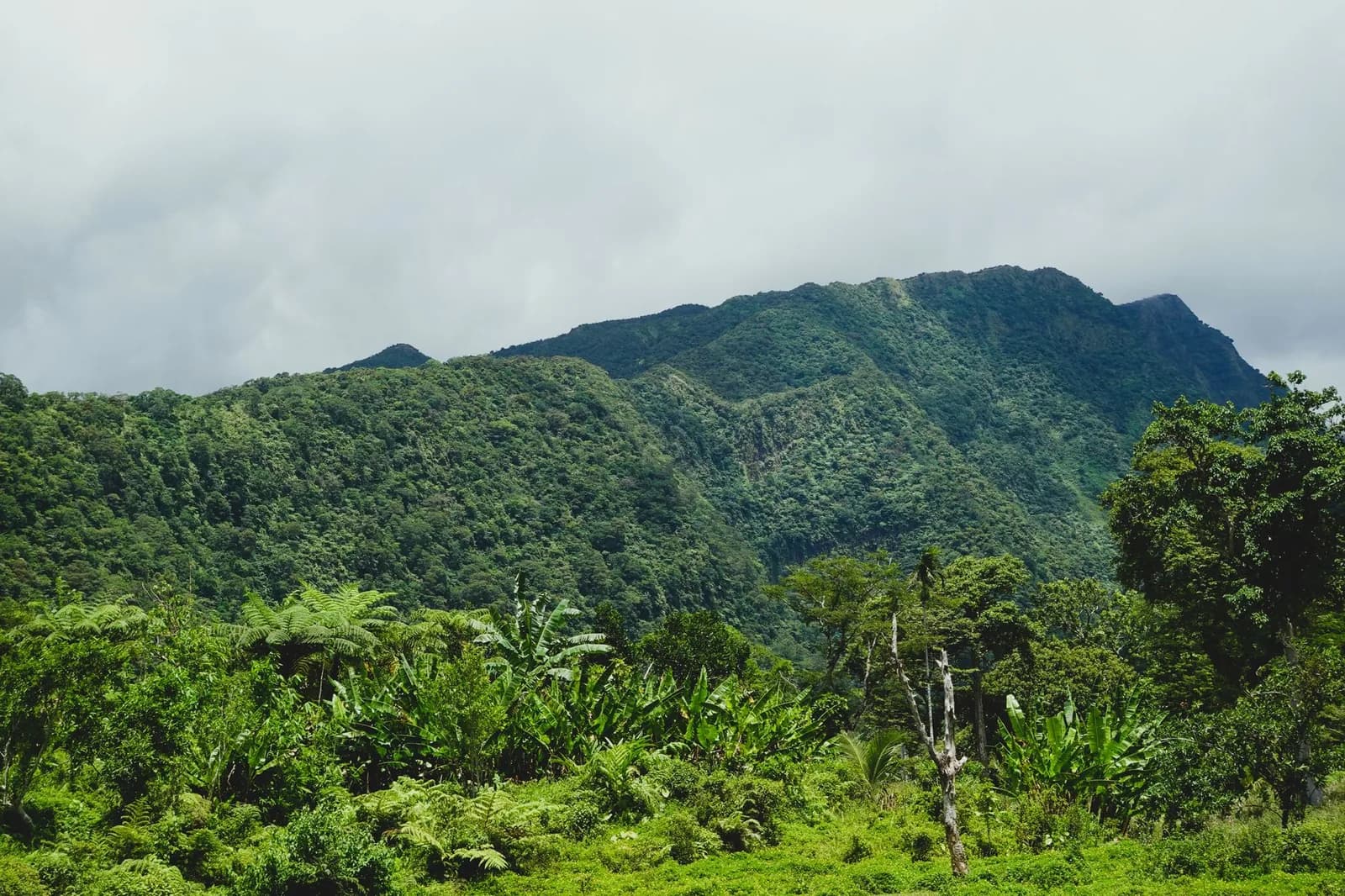 Crêtes et forêt tropicale des pitons du nord de la Martinique sous les nuages