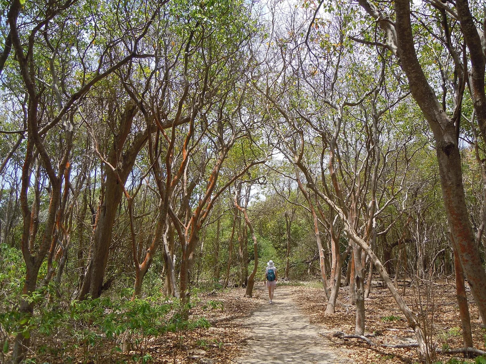 Randonneuse de dos sur un sentier de terre sous une voûte d'arbres à l'écorce orangée, Trace des Caps, Martinique