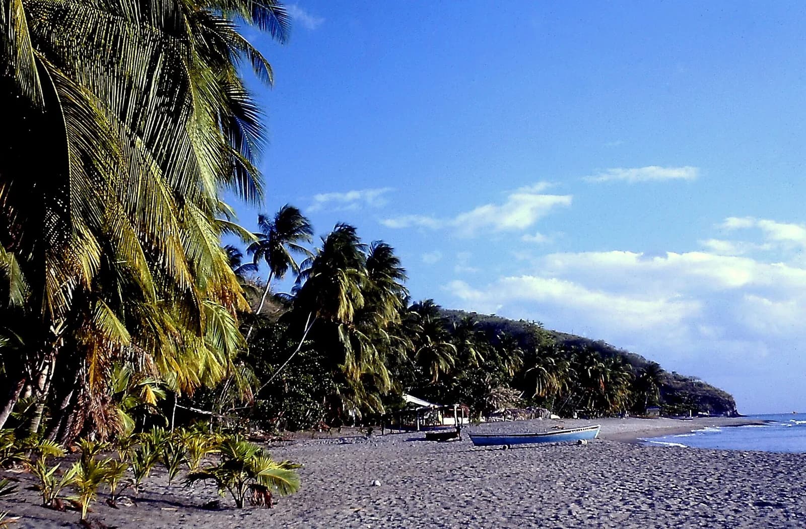 Plage de sable gris du Carbet bordée de cocotiers, avec une barque tirée au sec