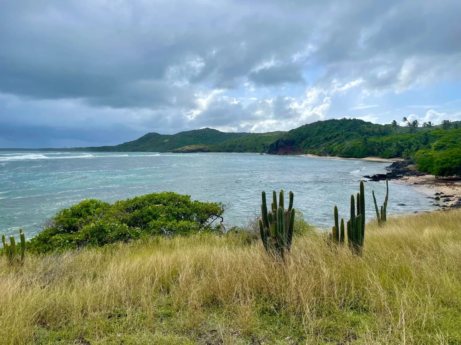Côte sauvage de Sainte-Anne en Martinique avec cactus et herbes sèches au-dessus d'une baie