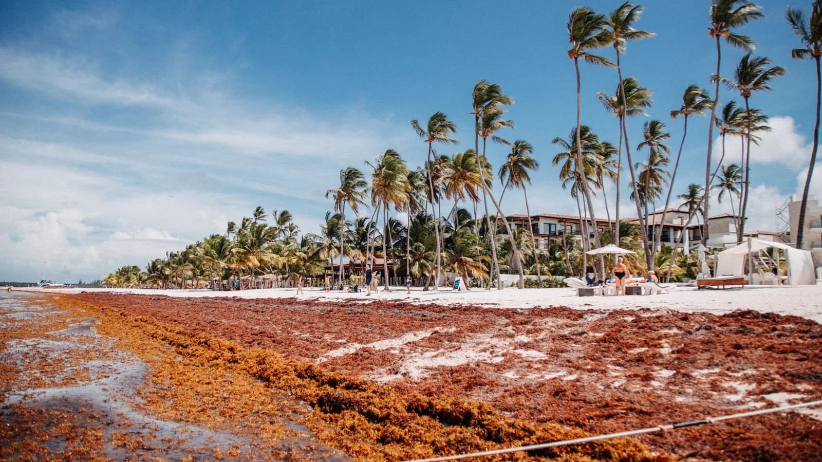 Plage de sable blanc bordée de cocotiers recouverte d'une épaisse nappe de sargasses brunes échouées sur une côte caribéenne