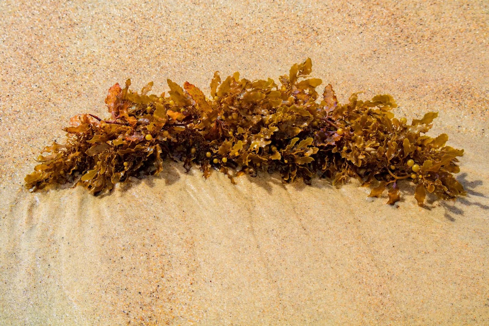 Gros plan sur une branche de sargasses brunes avec ses flotteurs en forme de petites boules, échouée sur le sable humide