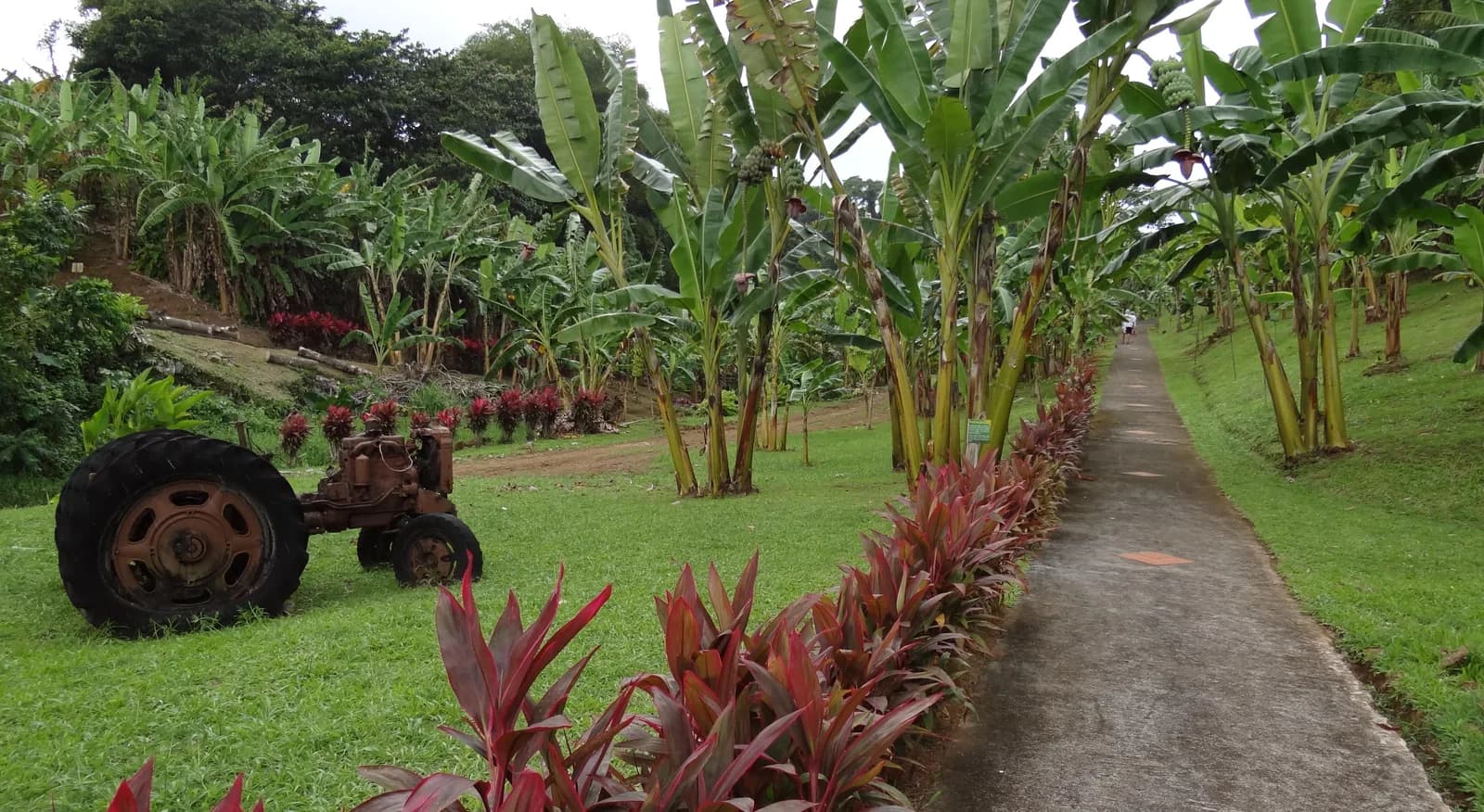 Bananiers et vieux tracteur dans les jardins du musée de la Banane à Sainte-Marie, Martinique