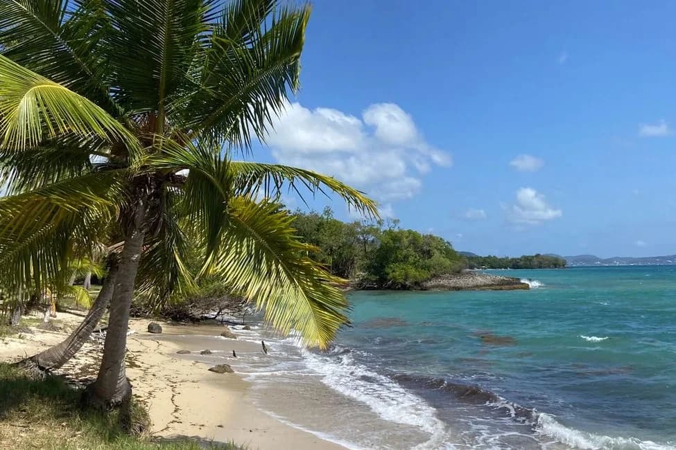 Plage de l'Anse à l'Âne aux Trois-Îlets bordée de cocotiers, Martinique