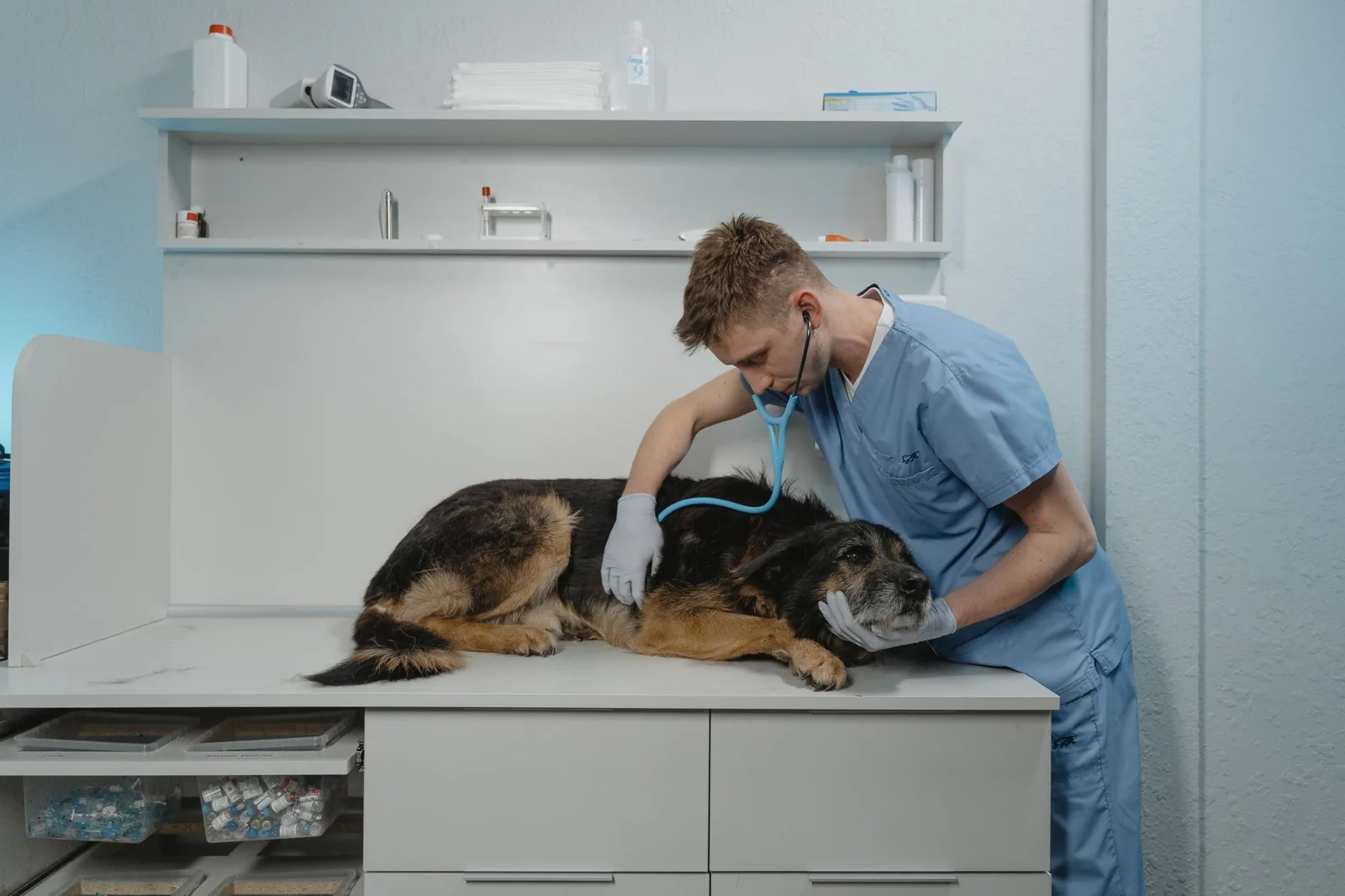 Vétérinaire auscultant un chien berger sur une table de consultation